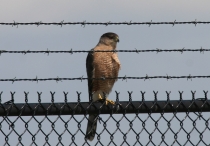 Peregrine Falcon in PAE